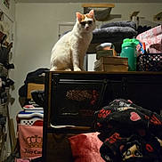 Demi is registered to the contest to win money with this photo: cat, orange_white_cat, pet, animal, sitting, portrait, indoors, room, cabinet, furniture, blanket, laundry, basket, bottles, bag, clutter, household, calm, looking_at_camera, warm_lighting