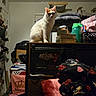 cat, orange_white_cat, pet, animal, sitting, portrait, indoors, room, cabinet, furniture, blanket, laundry, basket, bottles, bag, clutter, household, calm, looking_at_camera, warm_lighting
