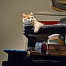 cat, kitten, orange_and_white, fluffy, fur, whiskers, ears, eyes, animal, pet, lounging, sitting, cat_tree, indoors, home, furniture, boxes, bottles, clutter, portrait