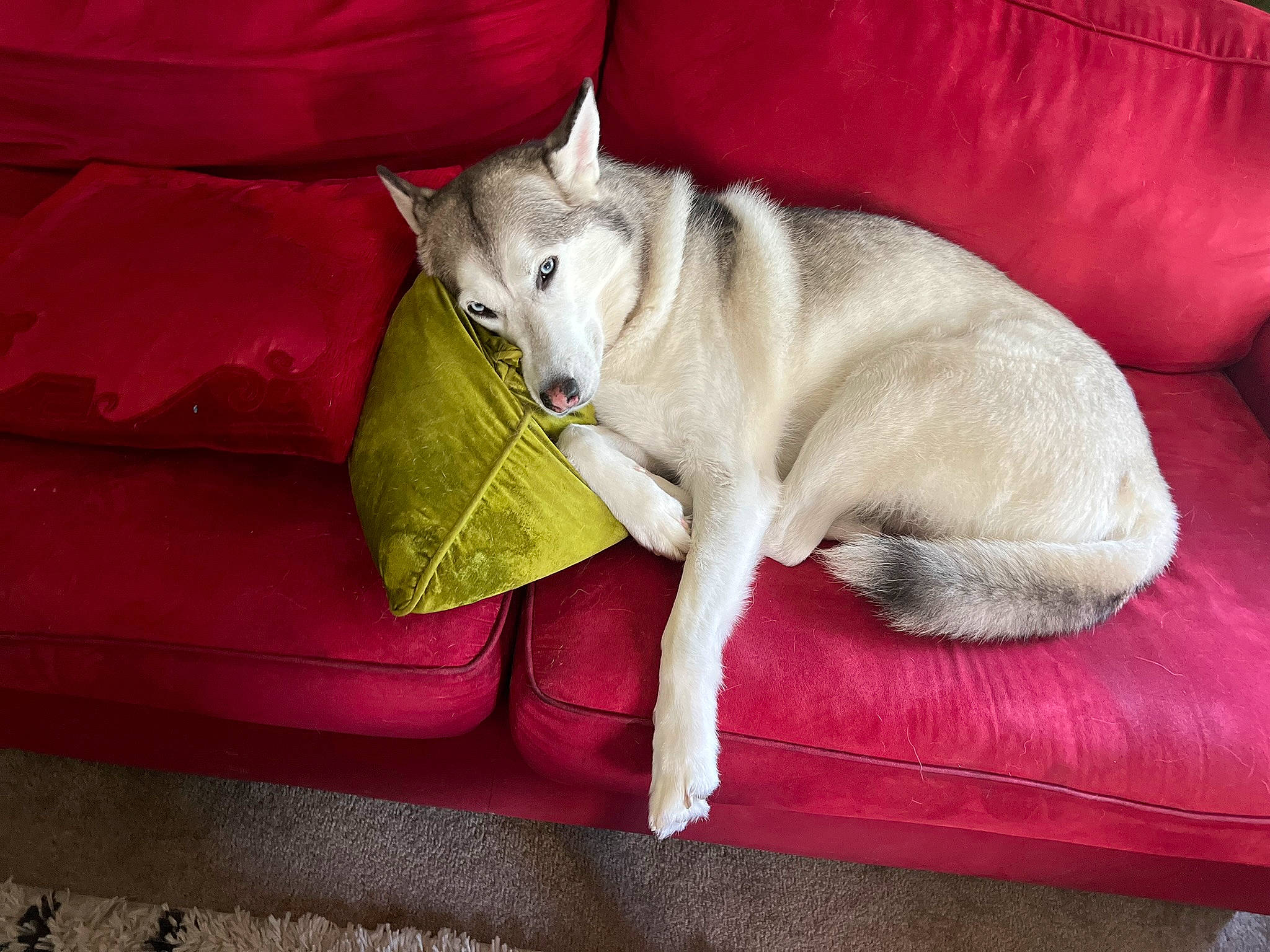 Kyia joined the competition — help win amazing prizes! canidae, carnivore, comfort, companion_dog, couch, dog, dog_breed, fawn, felidae, fur, grey, linens, magenta, small_to_medium_sized_cats, snout, sporting_group, tail, terrestrial_animal, whiskers, working_animal