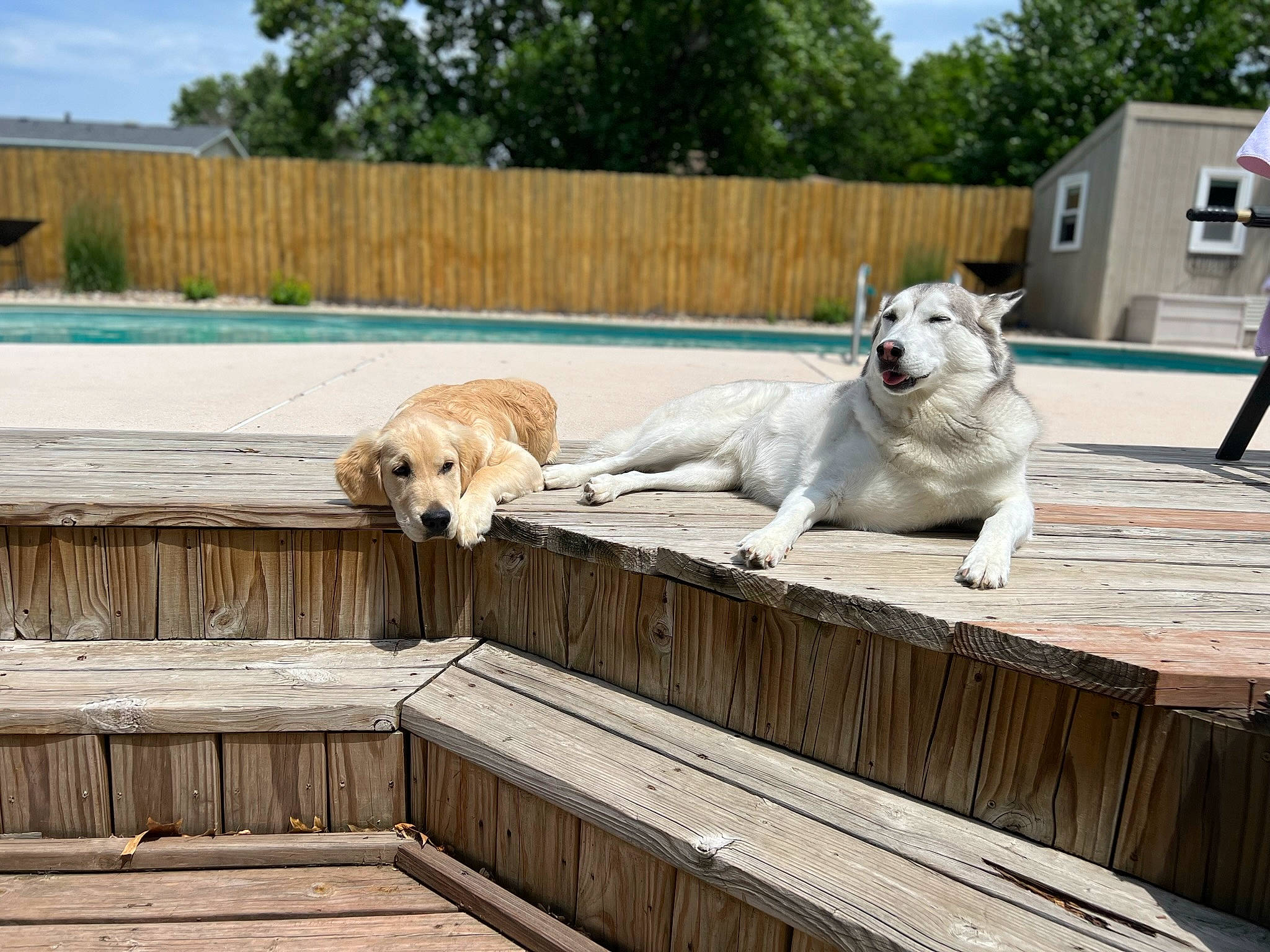 Kyia is registered to the contest to win money with this photo: canidae, carnivore, cloud, companion_dog, dog, dog_breed, fawn, fence, retriever, sky, snout, sporting_group, tail, terrestrial_animal, tree, water, wildlife, wood, working_animal