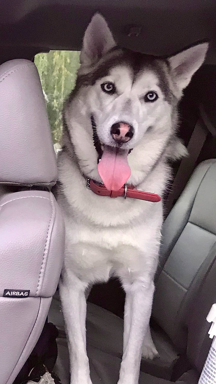 Kyia is registered to the contest to win money with this photo: canidae, car_seat, carnivore, collar, companion_dog, dog, dog_breed, dog_collar, fang, fur, jaw, non_sporting_group, paw, siberian_husky, sled_dog, snout, sporting_group, white, working_animal, working_dog