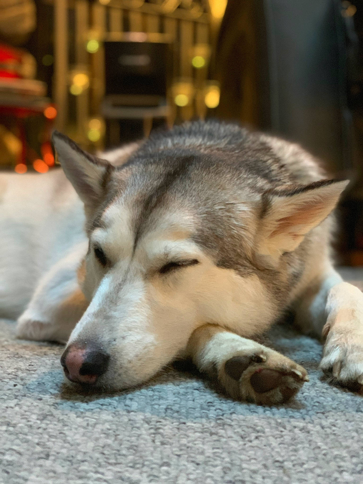 Kyia joined the competition — help win amazing prizes! ancient_dog_breeds, canidae, canis, carnivore, dog, dog_breed, fur, non_sporting_group, sled_dog, snout, sporting_group, terrestrial_animal, whiskers, wildlife, wolf, working_animal, working_dog