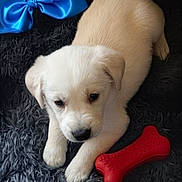 Alexander Hamilton is registered to the contest to win money with this photo: puppy, dog, white_fur, cute, red_toy, bone_toy, blue_bow, black_nose, paws, fur, close_up, portrait, indoor, plush_blanket, cozy, looking_up, young, pet, carpet, sleepy_eyes