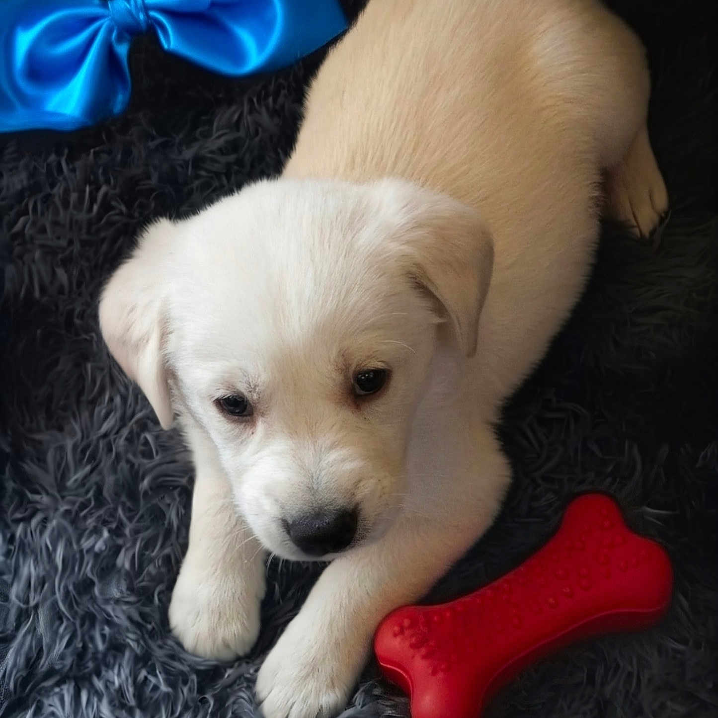 Alexander Hamilton is registered to the contest to win money with this photo: black_nose, blue_bow, bone_toy, carpet, close_up, cozy, cute, dog, fur, indoor, looking_up, paws, pet, plush_blanket, portrait, puppy, red_toy, sleepy_eyes, white_fur, young