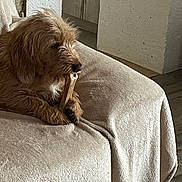 Réglisse a rejoint le concours — aidez-le/la à gagner de superbes lots ! dog, bone, couch, blanket, indoor, pet, brown, fur, chewing, relaxing, cozy, home, floor, wall, texture, animal, paw, snout, resting, comfort