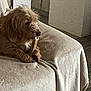 dog, bone, couch, blanket, indoor, pet, brown, fur, chewing, relaxing, cozy, home, floor, wall, texture, animal, paw, snout, resting, comfort