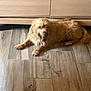 dog, brown_dog, indoor, wooden_floor, cabinet, panting, happy, pet, animal, fur, canine, tongue_out, laying_down, flooring, home, domestic_animal, relaxed, furniture, companion, cute
