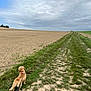 dog, leash, grass, dirt_path, field, cloudy_sky, outdoor, canine, nature, landscape, pet, walking, rural, fur, collar, sky, animal, trail, earth, daytime
