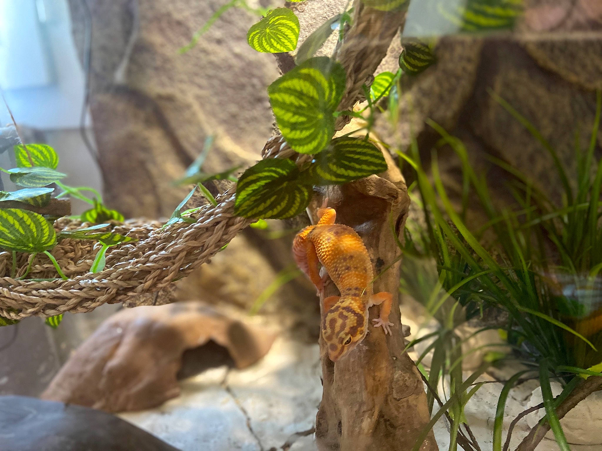 Arckoe a rejoint le concours — aidez-le/la à gagner de superbes lots ! flower, houseplant, leaf, organism, plant, plant_stem, terrestrial_plant, vascular_plant