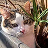 Noopy a rejoint le concours — aidez-le/la à gagner de superbes lots ! animal, balcony, black_fur, branches, brown_fur, calico_cat, cat, eyes, face, feline, leaves, outdoor, pet, pink_nose, plant, planter, portrait, smartphone_screenshot, whiskers, white_fur