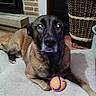 dog, toy, ball, indoor, carpet, basket, fireplace, pet, animal, brown, black, floor, relaxed, laying_down, looking_up, home, cozy, furniture, domestic, cute