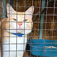 Butter is registered to the contest to win money with this photo: animal, blue_collar, cage, captive, cat, close_up, dirt_floor, ears, feline, fur, indoor, litter_box, looking, orange_cat, pet, serious_expression, staring, whiskers, white_cat, wire_mesh