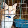 animal, blue_collar, cage, captive, cat, close_up, dirt_floor, ears, feline, fur, indoor, litter_box, looking, orange_cat, pet, serious_expression, staring, whiskers, white_cat, wire_mesh