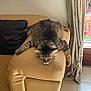 tabby_cat, cat, feline, pet, resting, couch, leather, armrest, indoor, relaxed, sleepy, fur, striped, home, pillow, curtain, window, floor, tile, sunlight
