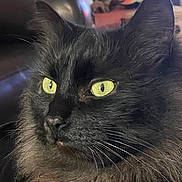 Boully participe au concours pour gagner de l'argent avec cette photo : cat, black_cat, yellow_eyes, fluffy_fur, close_up, indoor, pet, animal, feline, whiskers, face, portrait, sofa, home, domestic_cat, fur, focus, cute, alert, relaxed