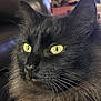 cat, black_cat, yellow_eyes, fluffy_fur, close_up, indoor, pet, animal, feline, whiskers, face, portrait, sofa, home, domestic_cat, fur, focus, cute, alert, relaxed