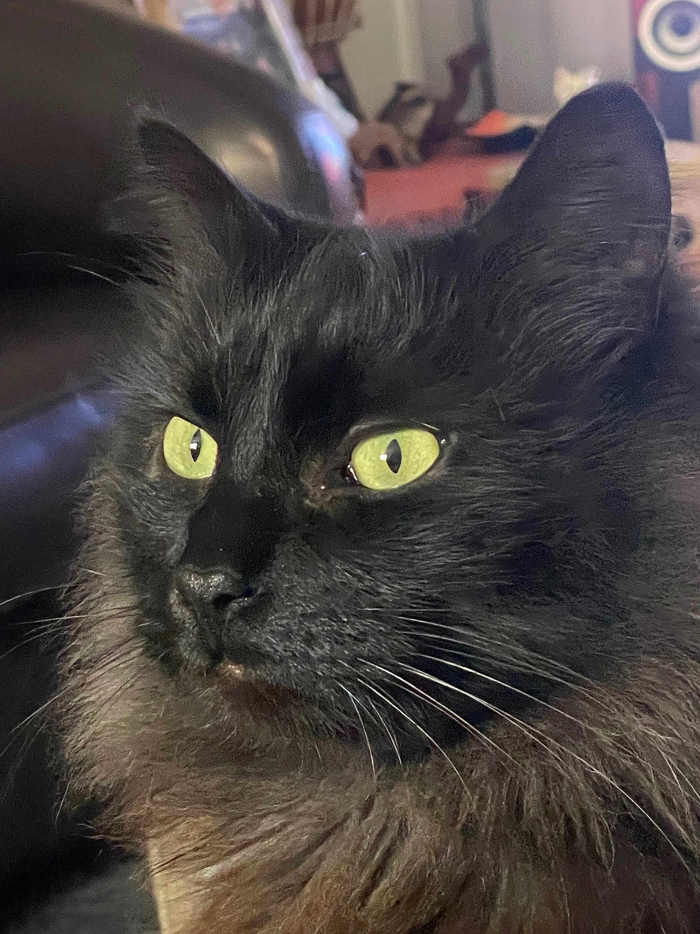 Boully participe au concours pour gagner de l'argent avec cette photo : cat, black_cat, yellow_eyes, fluffy_fur, close_up, indoor, pet, animal, feline, whiskers, face, portrait, sofa, home, domestic_cat, fur, focus, cute, alert, relaxed