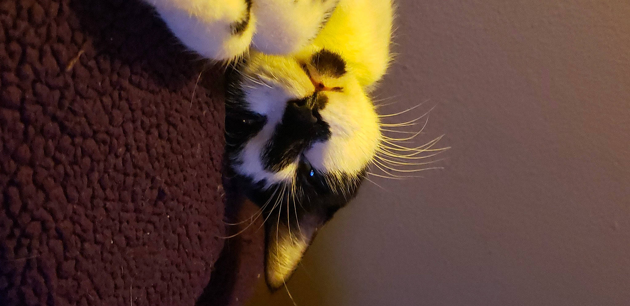 Minnie Mew is registered to the contest to win money with this photo: beak, carnivore, claw, falconiformes, fang, fawn, felidae, fur, macro_photography, organism, palm_tree, paw, plant, small_to_medium_sized_cats, tail, terrestrial_animal, whiskers, wildlife