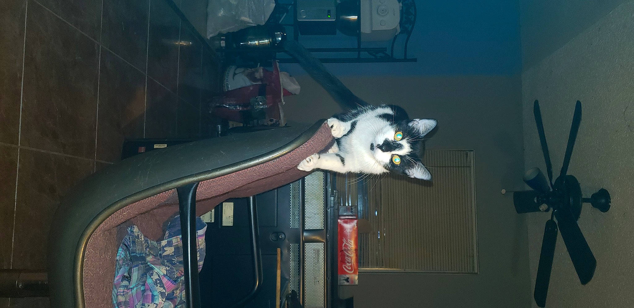 Minnie Mew is registered to the contest to win money with this photo: automotive_exterior, bumper, canidae, carnivore, darkness, dog_breed, entertainment, event, felidae, fun, fur, musical_instrument, room, small_to_medium_sized_cats, sporting_group, tail, toy, tree, vehicle_door, windshield