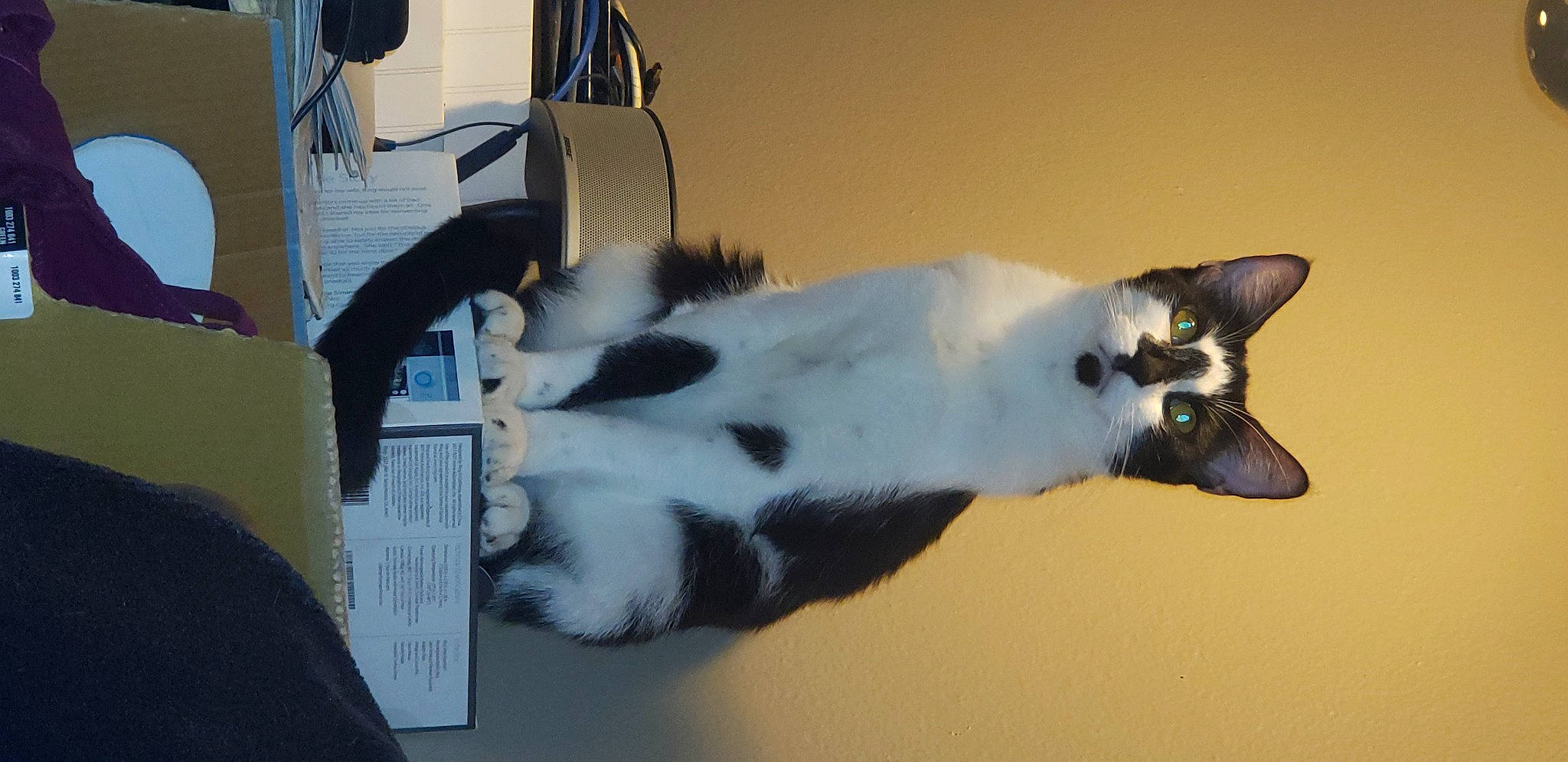 Minnie Mew joined the competition — help win amazing prizes! carnivore, cat, claw, dog_breed, domestic_short_haired_cat, fang, felidae, fur, paw, room, small_to_medium_sized_cats, snout, tail, thai, whiskers