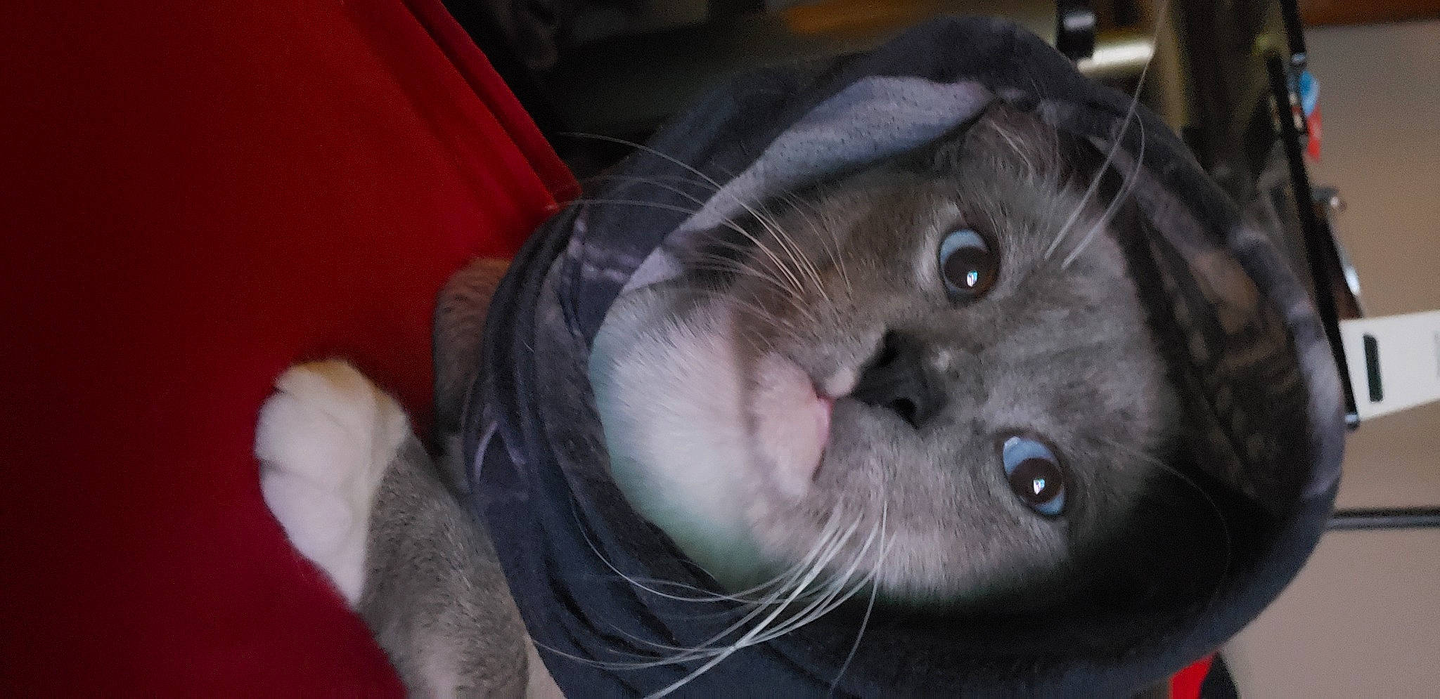 Oscar joined the competition — help win amazing prizes! carnivore, cat, chair, comfort, dog_breed, domestic_short_haired_cat, ear, felidae, fur, jaw, liver, small_to_medium_sized_cats, snout, sporting_group, terrestrial_animal, whiskers