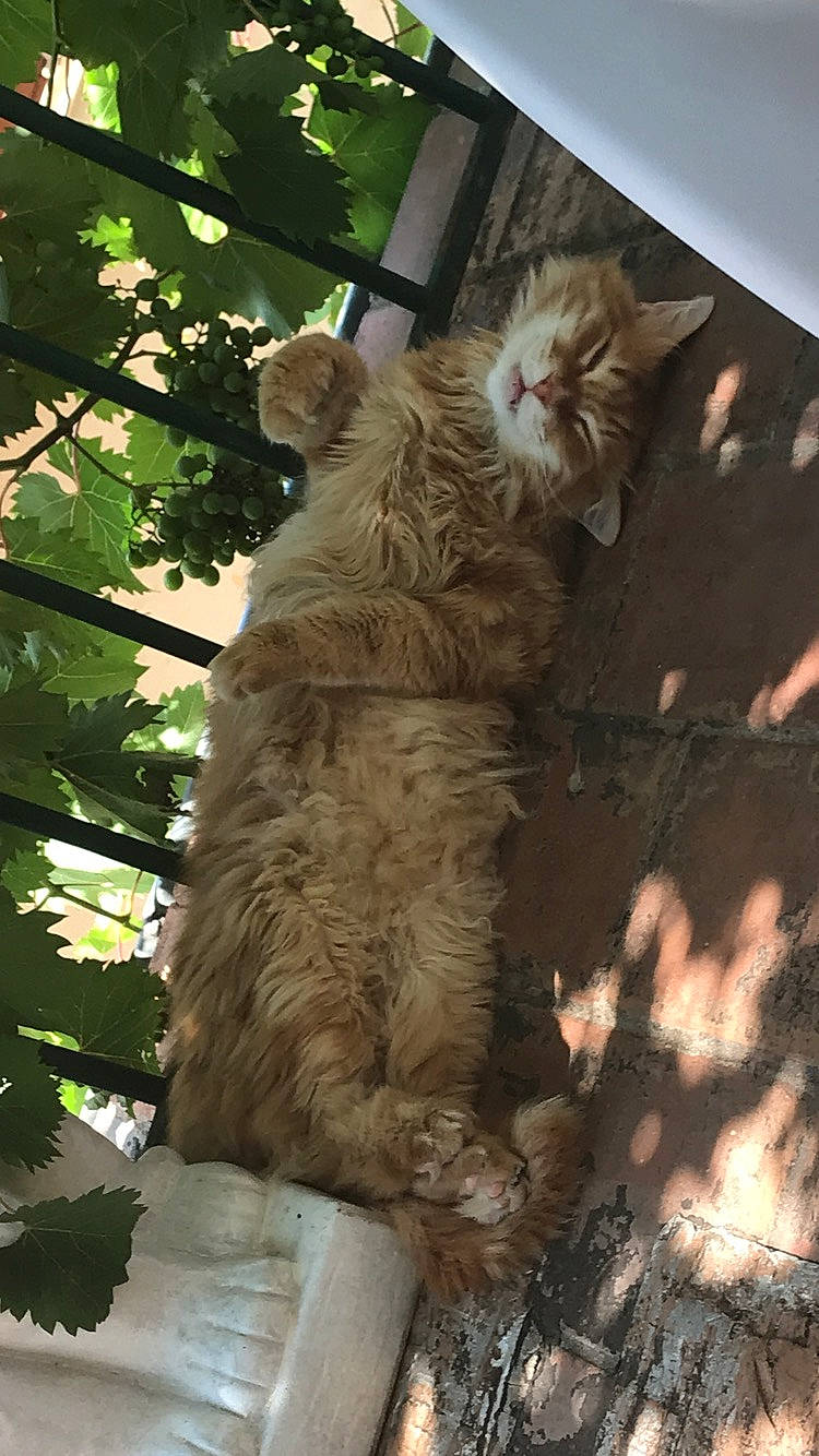 Apollon participe au concours pour gagner de l'argent avec cette photo : art, british_longhair, canidae, carnivore, cat, claw, fawn, felidae, fur, paw, plant, small_to_medium_sized_cats, snout, tail, terrestrial_animal, tree, trunk, whiskers, wildlife, wood