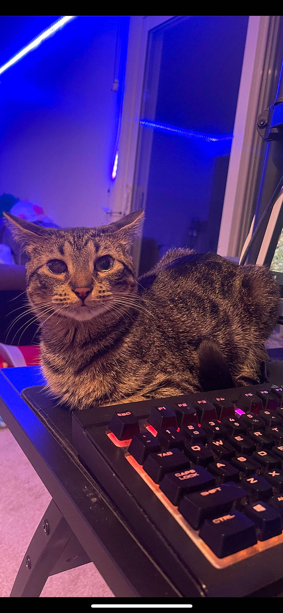 Miyo joined the competition — help win amazing prizes! blue, carnivore, cat, computer, computer_hardware, computer_keyboard, electric_blue, felidae, input_device, laptop, mammal, netbook, output_device, peripheral, personal_computer, purple, small_to_medium_sized_cats, space_bar, vertebrate, whiskers