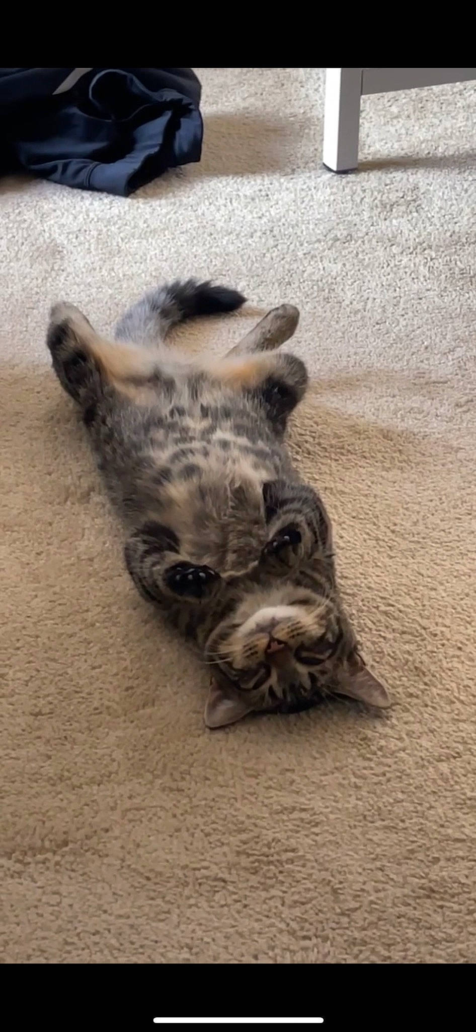 Miyo is registered to the contest to win money with this photo: canidae, carnivore, claw, comfort, dog_breed, fawn, felidae, flooring, foot, fur, paw, sand, small_to_medium_sized_cats, soil, sporting_group, tail, terrestrial_animal, whiskers, wildlife, wood