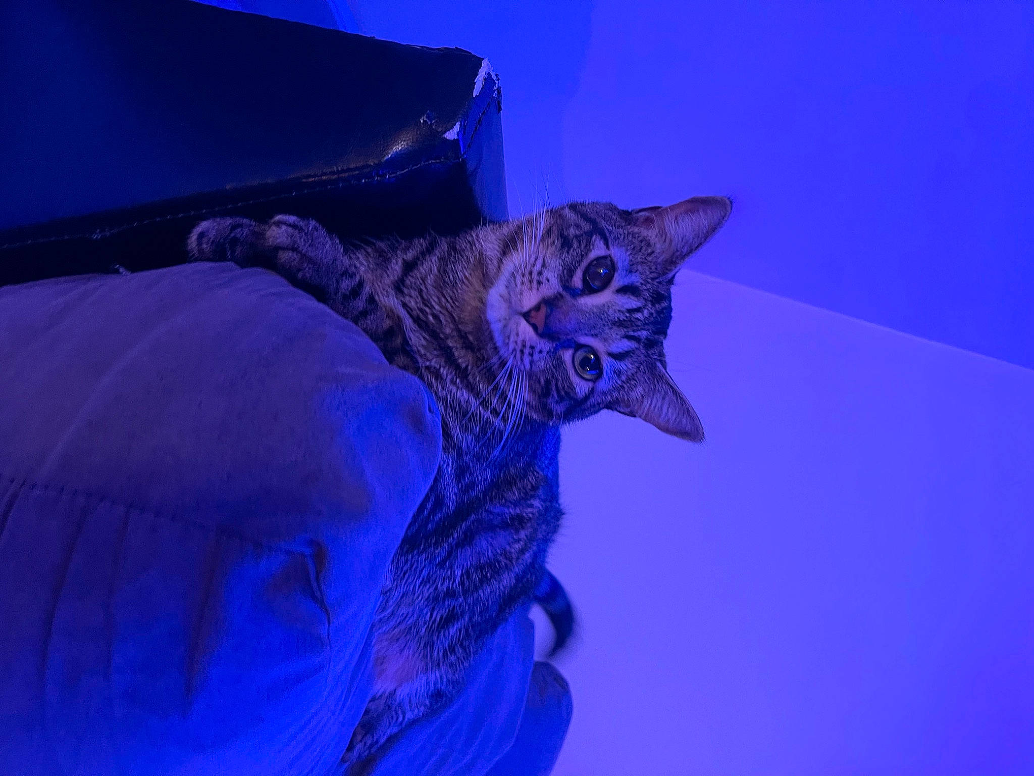 Miyo is registered to the contest to win money with this photo: blue, carnivore, cat, comfort, darkness, domestic_short_haired_cat, electric_blue, felidae, fur, magenta, purple, sky, sleeve, small_to_medium_sized_cats, tail, whiskers