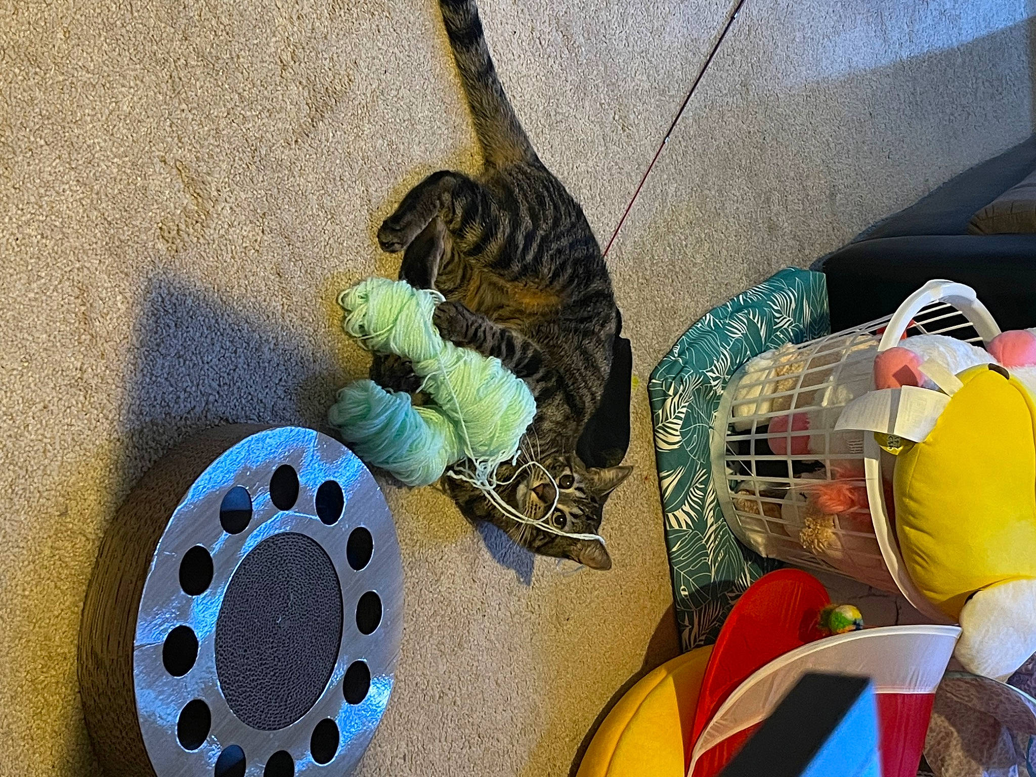 Miyo joined the competition — help win amazing prizes! automotive_tire, beak, bird, cage, circle, drain, drainage, fashion_accessory, feather, fish, galliformes, manhole, manhole_cover, phasianidae, plastic, plumbing, plumbing_fixture, still_life_photography, textile, visual_arts