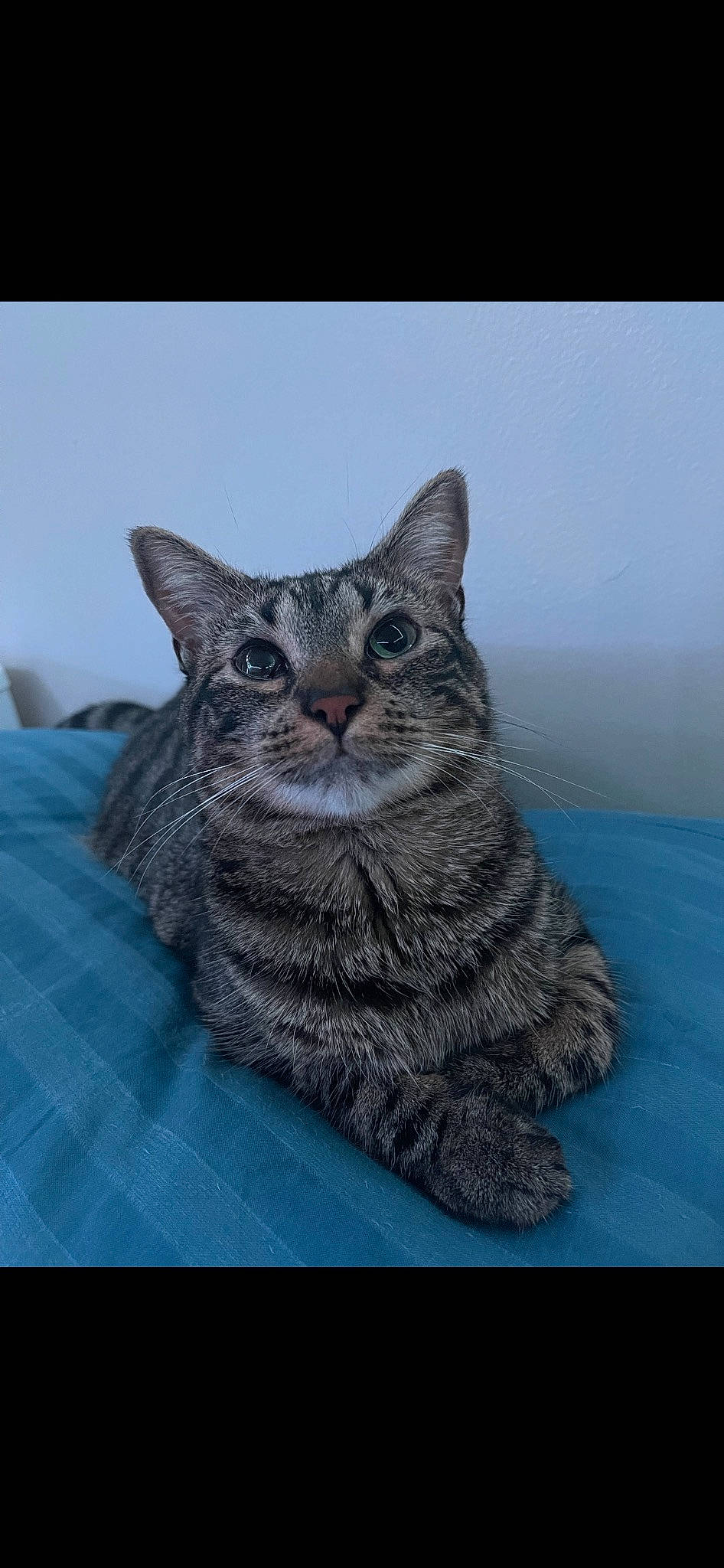 Miyo joined the competition — help win amazing prizes! art, carnivore, cat, domestic_short_haired_cat, felidae, fur, grey, sitting, small_to_medium_sized_cats, snout, terrestrial_animal, whiskers