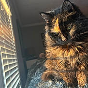 Onyx is registered to the contest to win money with this photo: cat, tortoiseshell_cat, fluffy, sunlight, window_blinds, indoor, pet, feline, fur, cozy, blanket, closeup, portrait, animal, resting, domestic_cat, soft_light, warm_colors, whiskers, relaxed