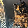 cat, tortoiseshell_cat, fluffy, sunlight, window_blinds, indoor, pet, feline, fur, cozy, blanket, closeup, portrait, animal, resting, domestic_cat, soft_light, warm_colors, whiskers, relaxed
