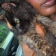 Onyx is registered to the contest to win money with this photo: animal, car_interior, cat, close_up, face, feline, fur, green_eyes, hand, holding, lips, natural_light, nature_outside, person, pet, portrait, seat, soft_texture, tortoiseshell_cat, window