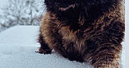 Onyx joined the competition — help win amazing prizes! adventure, animal, cat, cold, curious, daylight, exploring, feline, fur, landscape, mammal, nature, outdoor, paw, snow, soft_focus, tortoiseshell, tree, whiskers, winter