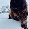 Onyx joined the competition — help win amazing prizes! cat, tortoiseshell, snow, outdoor, winter, fur, animal, curious, nature, cold, exploring, mammal, whiskers, paw, adventure, landscape, tree, soft_focus, daylight, feline