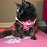 Onyx is registered to the contest to win money with this photo: cat, tortoiseshell, pet, animal, pink_dress, heart_pattern, fluffy, feline, indoor, mat, pink_mat, floral_pattern, cute, sitting, looking_away, fur, ears, whiskers, domestic_cat, portrait