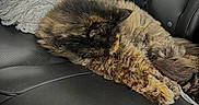 Onyx is registered to the contest to win money with this photo: cat, tortoiseshell, sleeping, pet, animal, feline, fur, leather_seat, car_interior, blanket, cozy, resting, relaxed, domestic_animal, closeup, home, comfort, cute, fluffy, nap