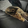 cat, tortoiseshell, sleeping, pet, animal, feline, fur, leather_seat, car_interior, blanket, cozy, resting, relaxed, domestic_animal, closeup, home, comfort, cute, fluffy, nap