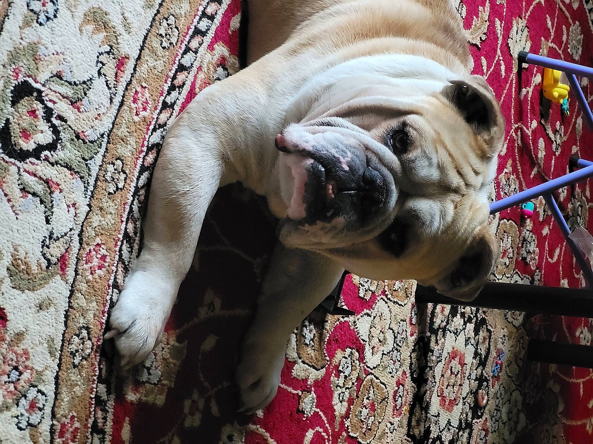 Mack joined the competition — help win amazing prizes! bulldog, canidae, carnivore, collar, comfort, companion_dog, dog, dog_breed, fawn, fur, non_sporting_group, pattern, pug, snout, sporting_group, terrestrial_animal, toy_dog, wood, working_animal, wrinkle