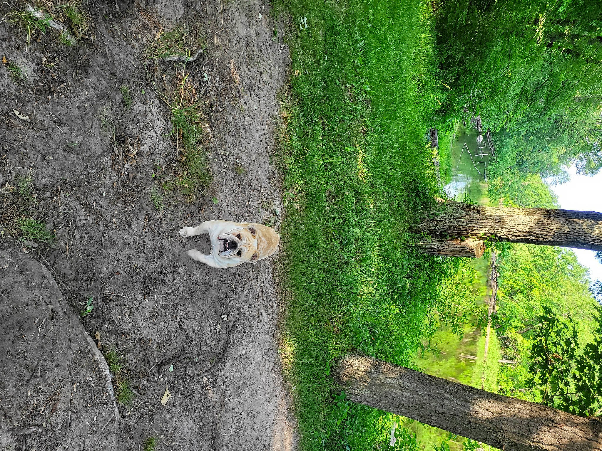 Mack is registered to the contest to win money with this photo: branch, carnivore, forest, grass, grass_family, groundcover, landscape, leaf, natural_landscape, plant, shadow, shrub, slope, soil, temperate_broadleaf_and_mixed_forest, terrestrial_plant, tree, trunk, vegetation, wood