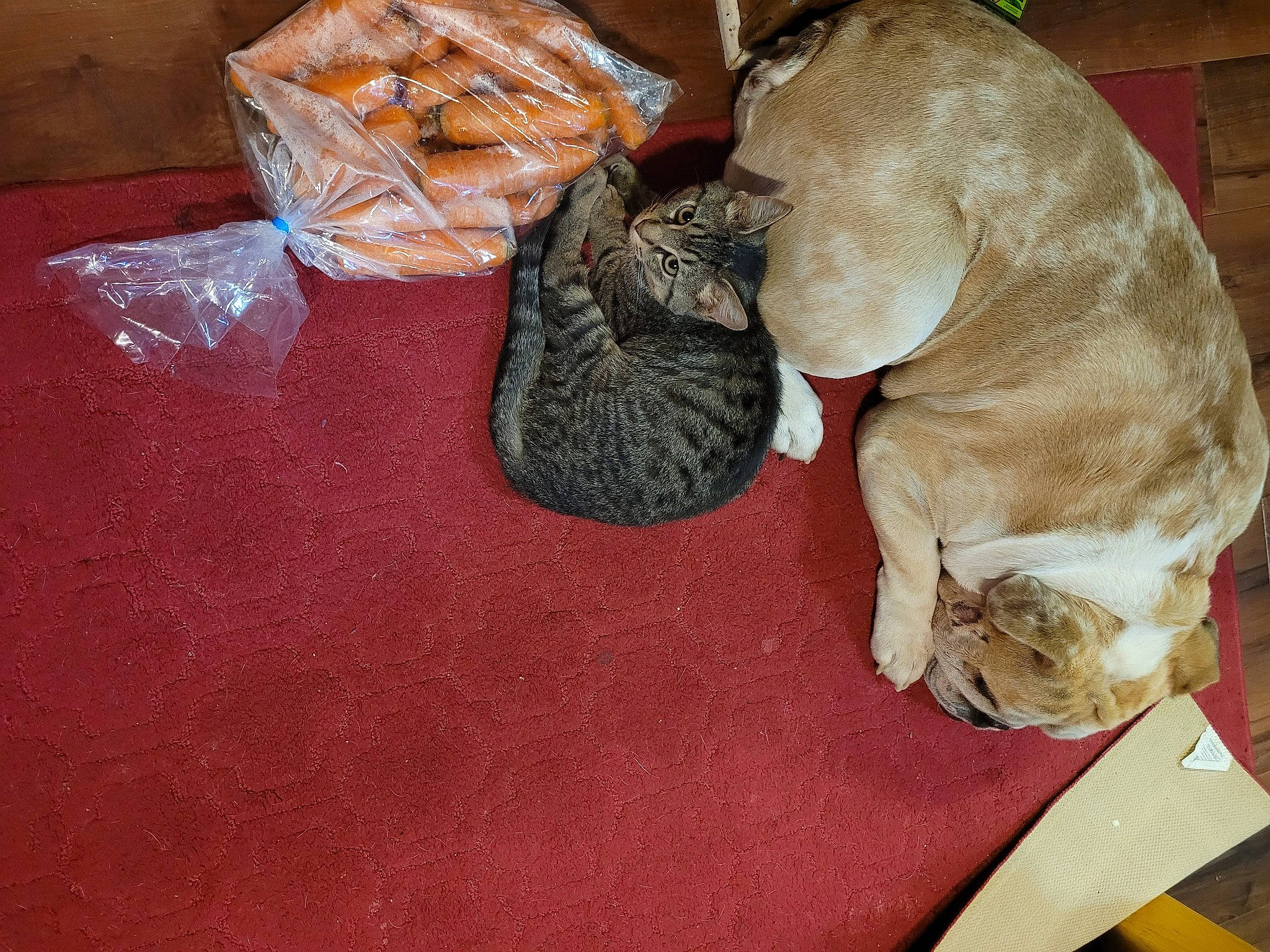 Mack is registered to the contest to win money with this photo: canidae, carnivore, cat, comfort, companion_dog, dog, dog_breed, fawn, felidae, fur, liver, paw, plastic_bag, small_to_medium_sized_cats, snout, sporting_group, tail, whiskers, working_animal, wrinkle