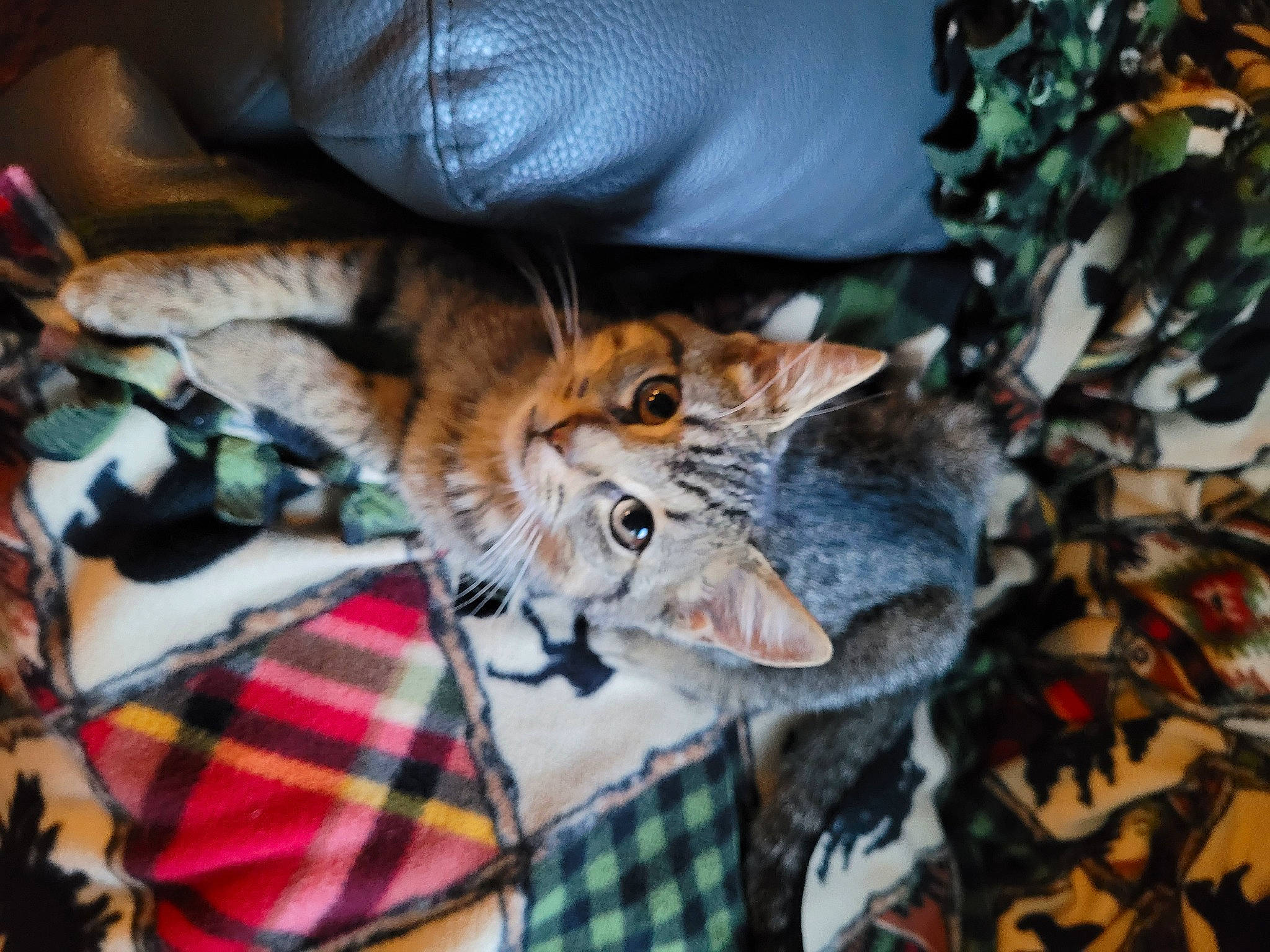 Charlie Boy joined the competition — help win amazing prizes! carnivore, cat, claw, comfort, domestic_short_haired_cat, fawn, felidae, fur, lap, linens, pattern, plaid, small_to_medium_sized_cats, snout, tail, tartan, textile, tree, whiskers, wildlife