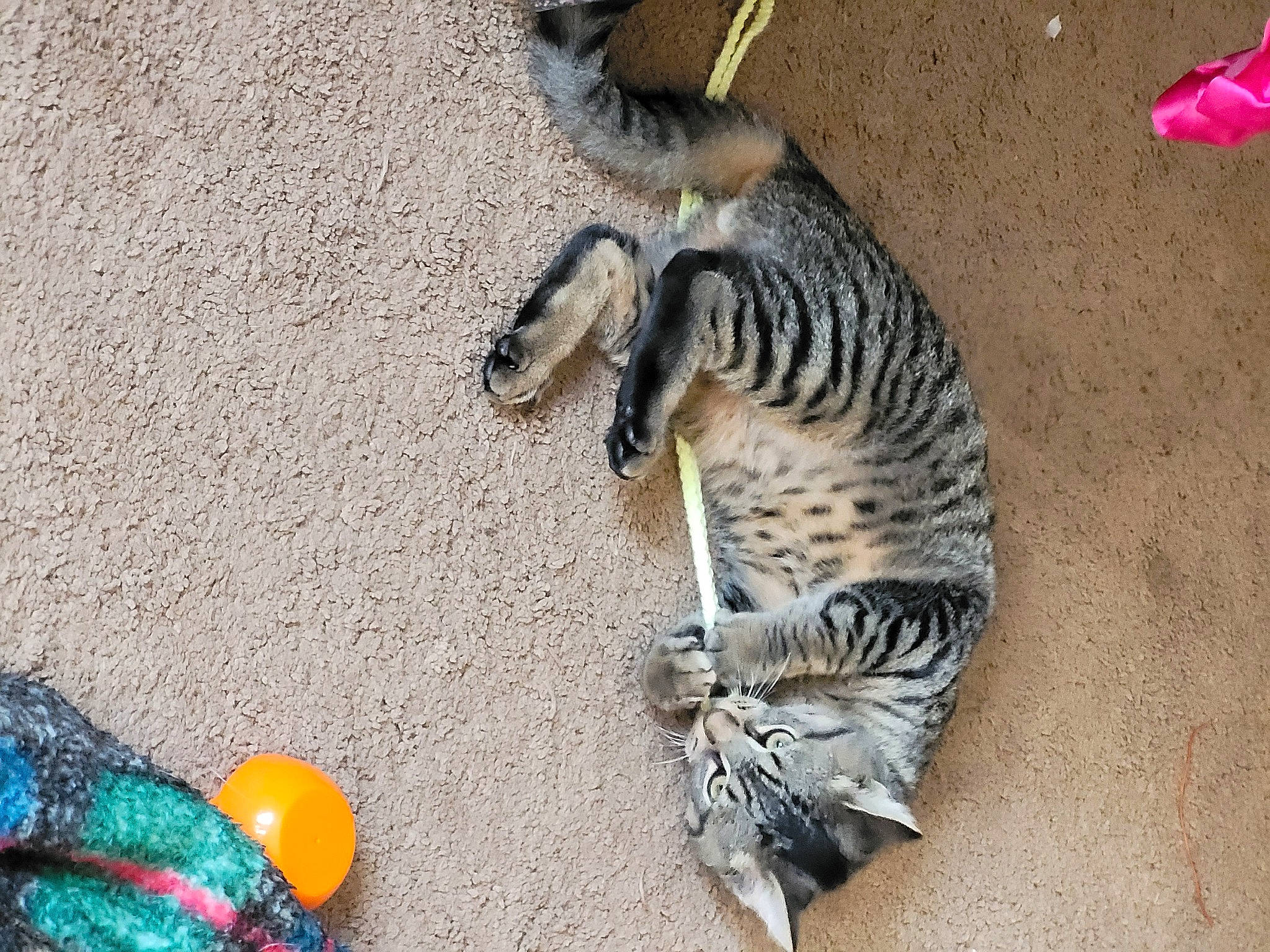 Charlie Boy joined the competition — help win amazing prizes! carnivore, cat, claw, domestic_short_haired_cat, fashion_accessory, fawn, felidae, foot, fur, human_leg, pattern, paw, sand, shoe, small_to_medium_sized_cats, snout, soil, tail, terrestrial_animal, whiskers