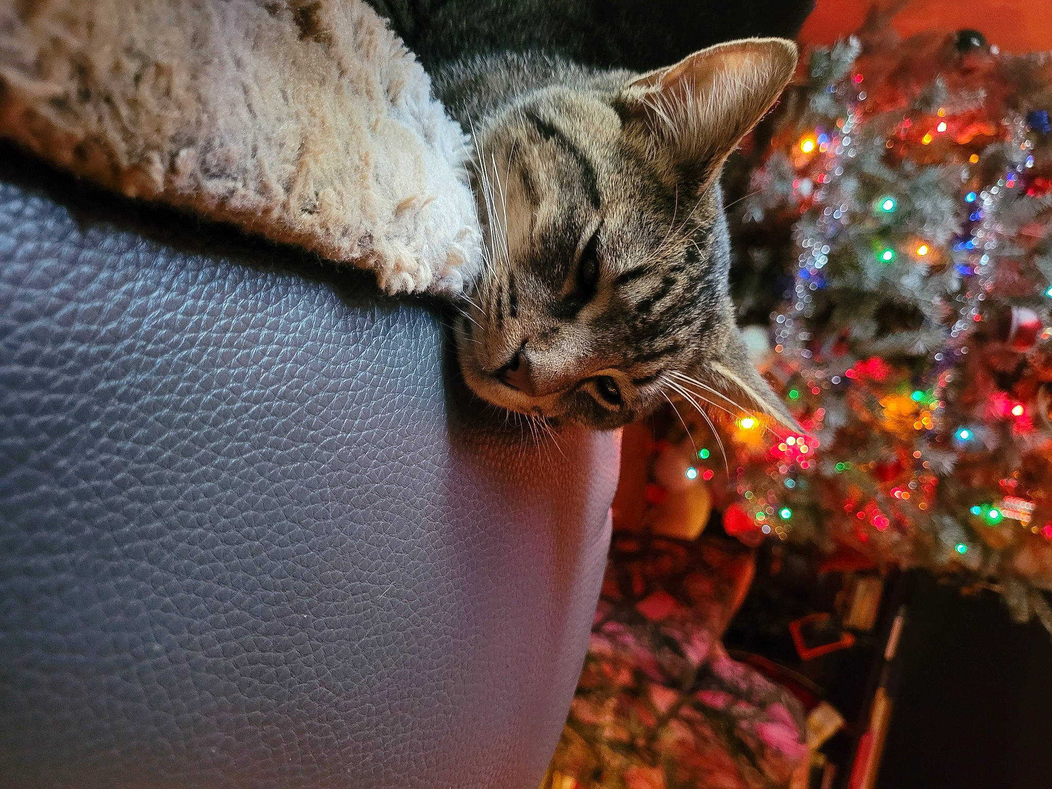 Charlie Boy joined the competition — help win amazing prizes! carnivore, cat, christmas_decoration, christmas_ornament, christmas_tree, conifer, domestic_short_haired_cat, event, fashion_accessory, fawn, felidae, fur, holiday, holiday_ornament, ornament, small_to_medium_sized_cats, snout, tail, tree, whiskers