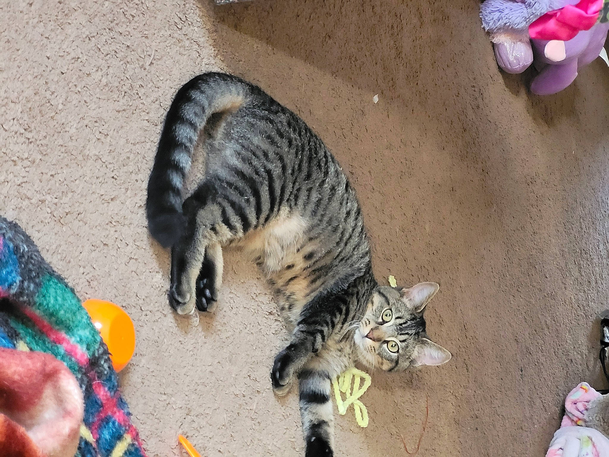 Charlie Boy is registered to the contest to win money with this photo: carnivore, cat, claw, domestic_short_haired_cat, felidae, foot, fur, grass, mammal, paw, sand, small_to_medium_sized_cats, snout, street, tail, terrestrial_animal, vertebrate, whiskers