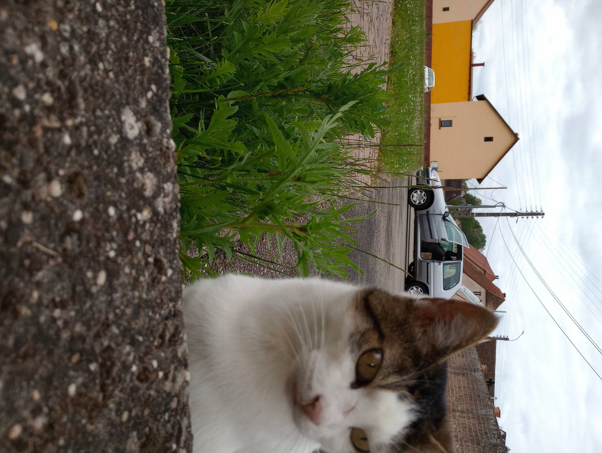 Normix a rejoint le concours — aidez-le/la à gagner de superbes lots ! building, carnivore, cat, cross, domestic_short_haired_cat, facade, felidae, fur, house, plant, road, road_surface, sky, small_to_medium_sized_cats, tail, tree, trunk, whiskers, wood