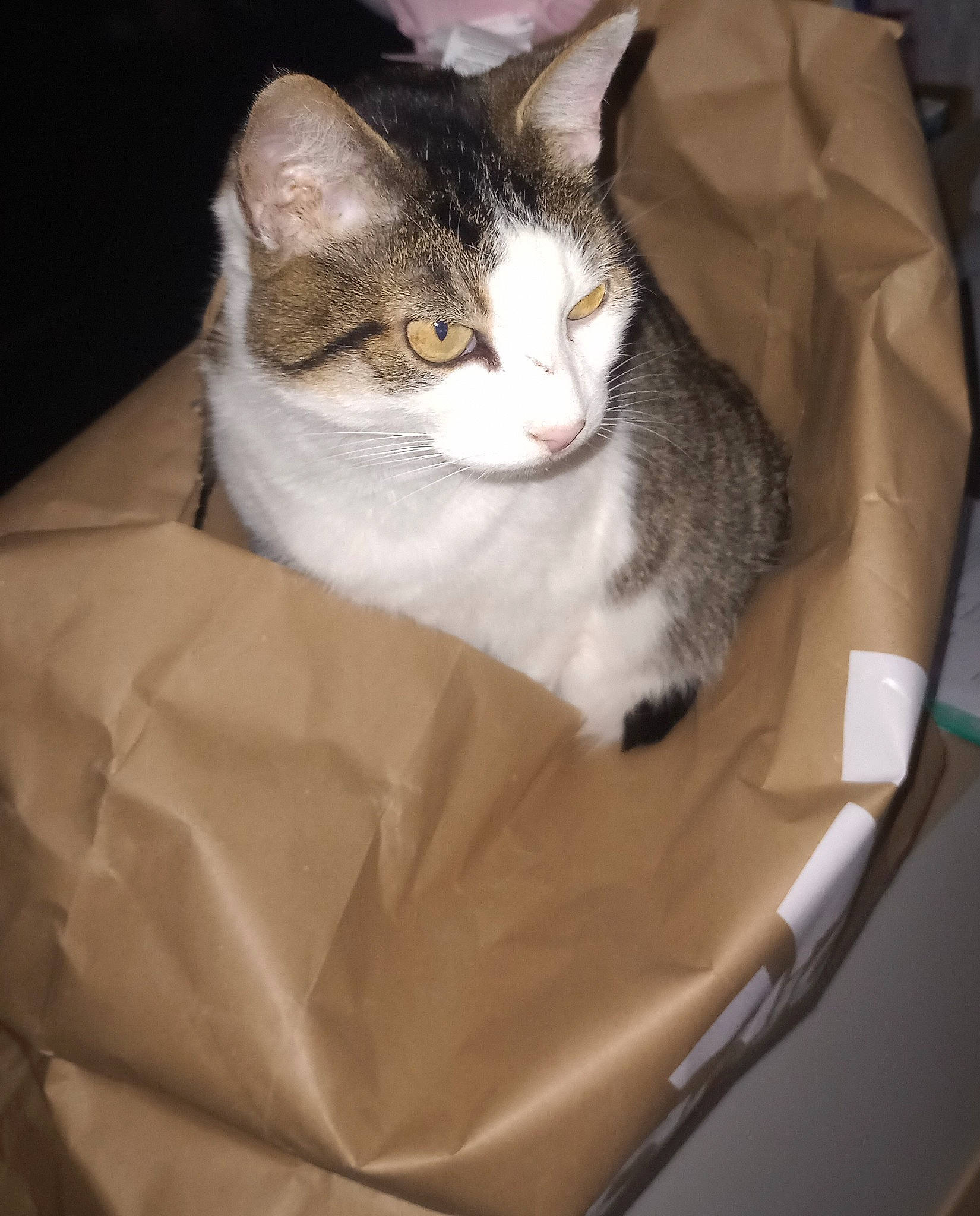 Normix a rejoint le concours — aidez-le/la à gagner de superbes lots ! box, cardboard, carnivore, carton, cat, comfort, couch, domestic_short_haired_cat, eye, felidae, fur, packaging_and_labeling, paper_product, paw, shipping_box, small_to_medium_sized_cats, snout, whiskers