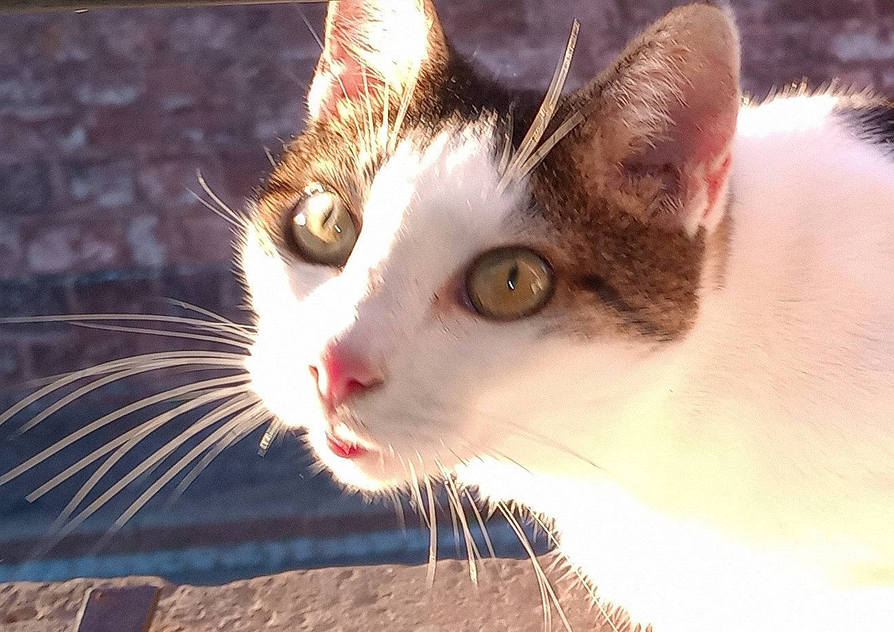 Normix participe au concours pour gagner de l'argent avec cette photo : carnivore, cat, domestic_short_haired_cat, fawn, felidae, fur, grass, small_to_medium_sized_cats, snout, tail, tree, water, whiskers, wildlife